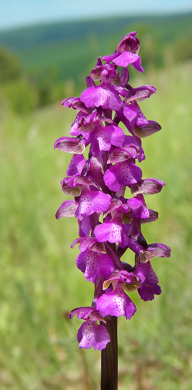 červenohlav obyčajný Anacamptis morio (L.) R. M. Bateman, A. M. Pringeon & M. W. Chase