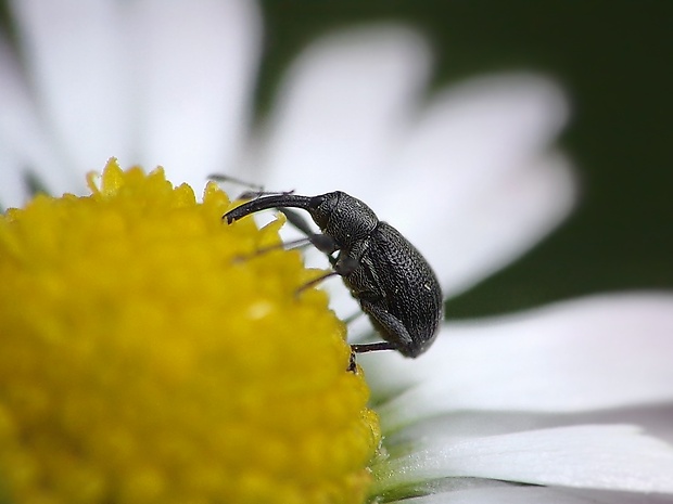 kvetovka jahodová Anthonomus rubi