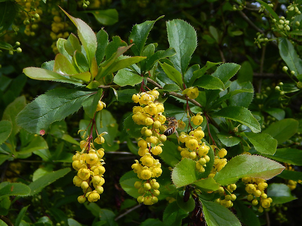 dráč obyčajný Berberis vulgaris L.