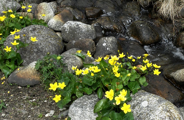 záružlie močiarne Caltha palustris L.