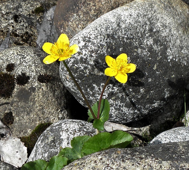 záružlie močiarne Caltha palustris L.