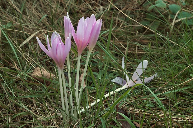 jesienka obyčajná Colchicum autumnale