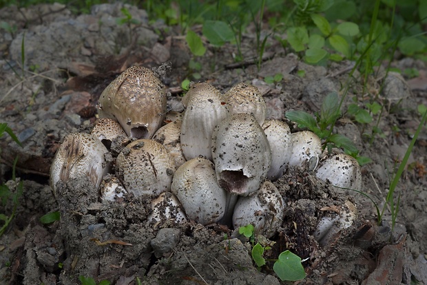 hnojník Romagnesiho Coprinopsis romagnesiana (Singer) Redhead, Vilgalys & Moncalvo