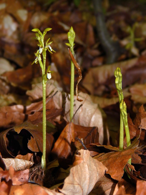 koralica lesná Corallorhiza trifida Châtel.