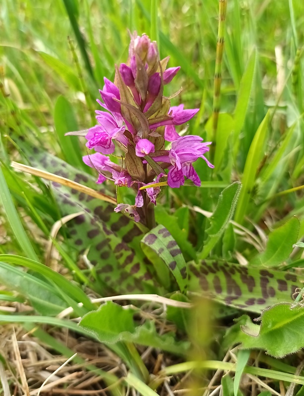 vstavačovec májový pravý Dactylorhiza majalis subsp. majalis (Reincherb.) Hunt & Summerh.