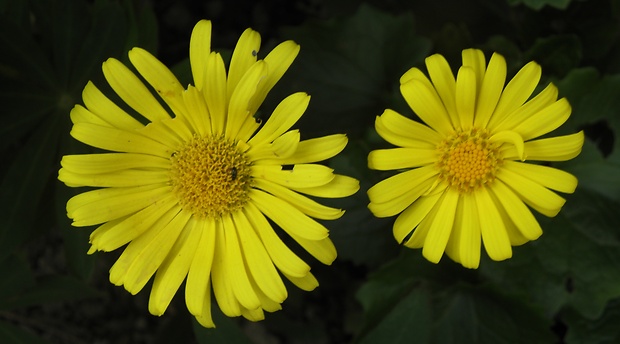 kamzičník chlpatý Doronicum stiriacum (Vill.) Dalla Torre