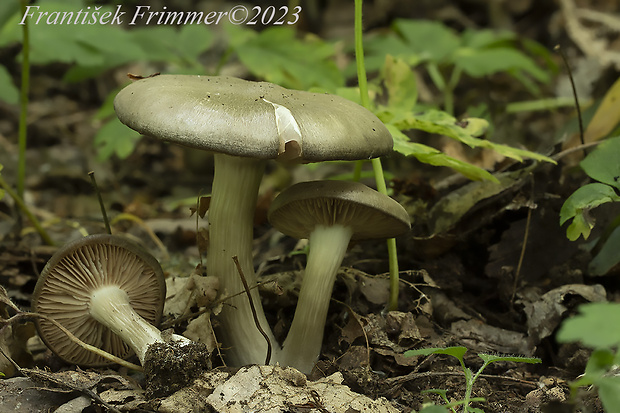 hodvábnica jarná Entoloma clypeatum (L.) P. Kumm.