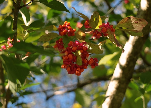 bršlen európsky Euonymus europaeus L.