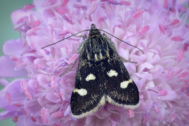 vijačka zanovätníková (sk) / zavíječ skvrnitý (cz) Eurrhypis pollinalis (Denis & Schiffermüller, 1775)