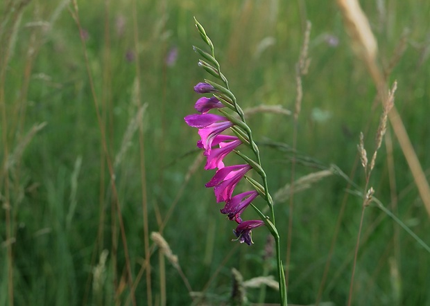 mečík škridlicovitý Gladiolus imbricatus L.