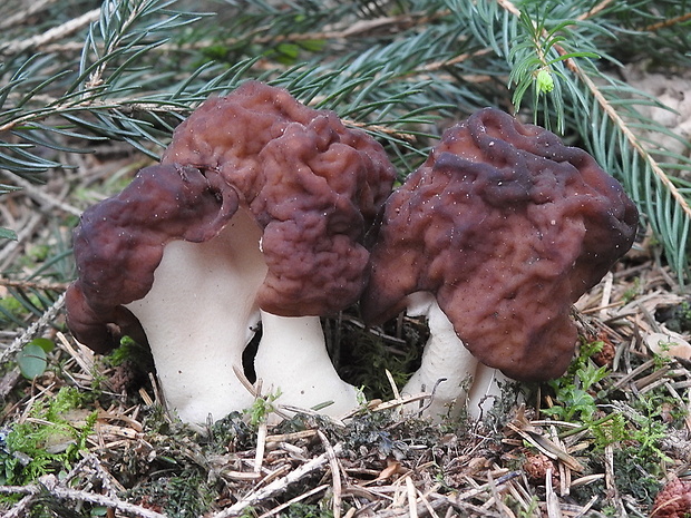 ušiak obyčajný Gyromitra esculenta (Pers.) Fr.