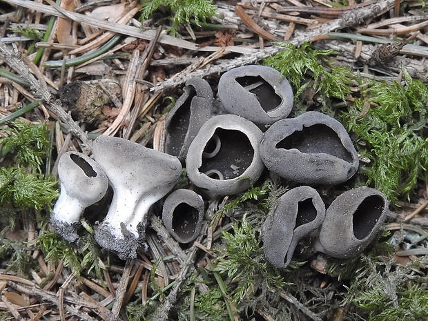 chriapač voňavý  Helvella confusa Harmaja