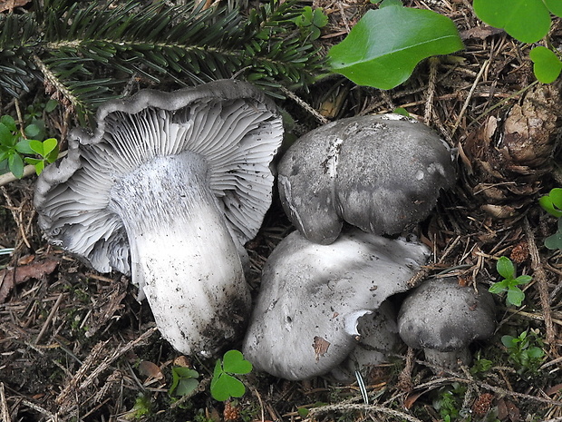 šťavnačka marcová Hygrophorus marzuolus (Fr.) Bres.