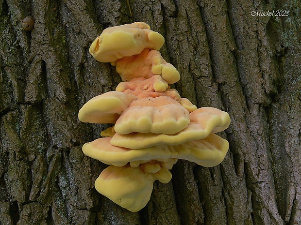 sírovec obyčajný Laetiporus sulphureus (Bull.) Murrill