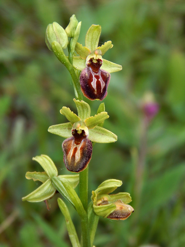 hmyzovník pavúkovitý Ophrys sphegodes Mill.