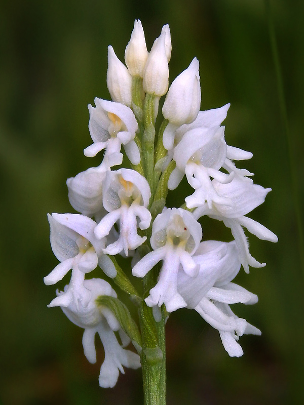 vstavač vojenský Orchis militaris L.