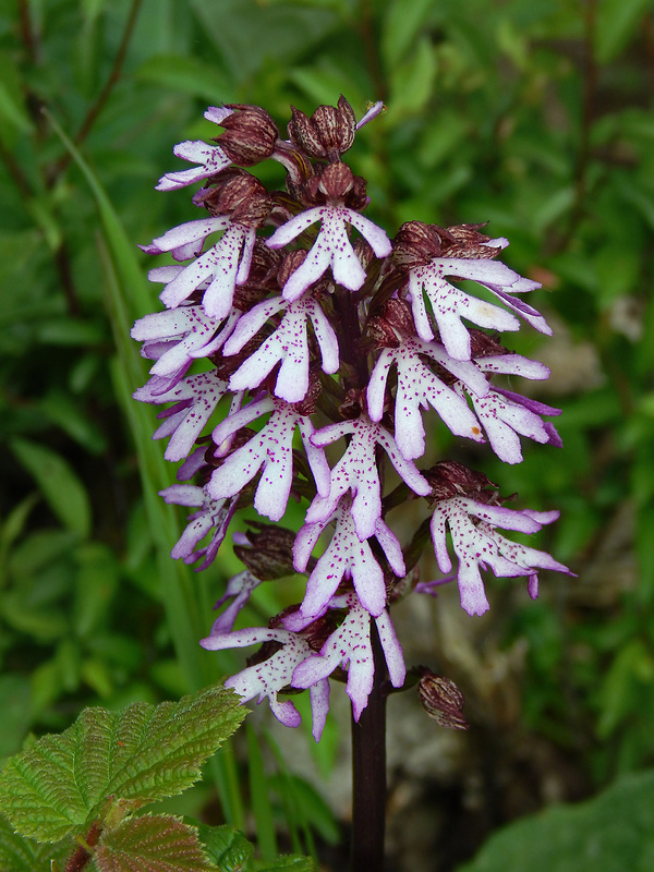 vstavač purpurový Orchis purpurea Huds.