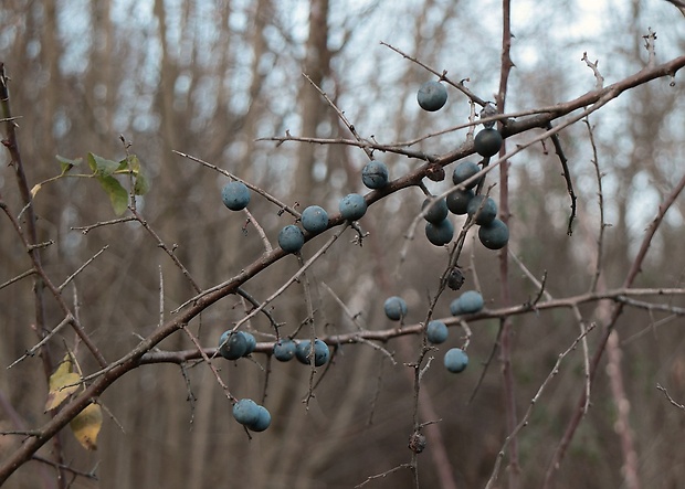 trnka obyčajná Prunus spinosa L.