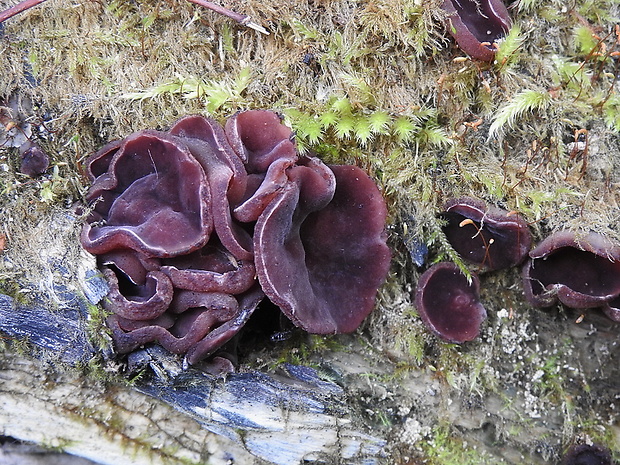 čiaška purpurová Purpureodiscus subisabellinus (Le Gal) Van Vooren