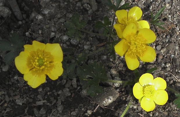 iskerník pahorský Ranunculus pseudomontanus Schur