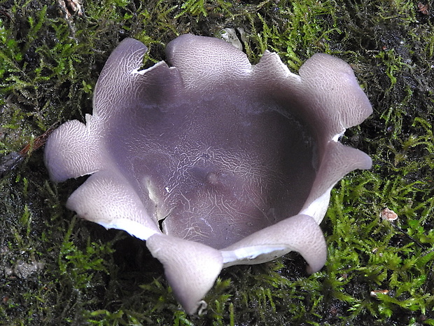 tulipánovka fialová Sarcosphaera coronaria (Jacq.) J. Schröt.