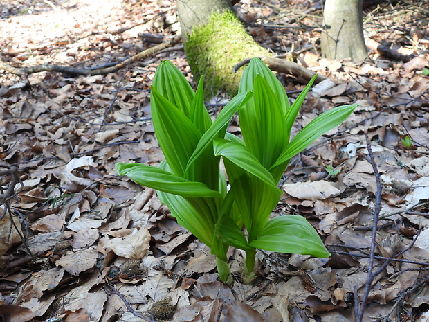 kýchavica biela lobelova Veratrum album subsp. lobelianum (Bernh.) Arcang.