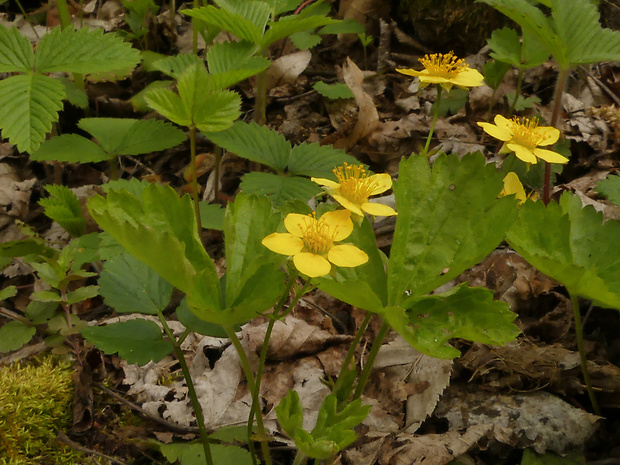 valdštajnka trojpočetná magicova Waldsteinia ternata subsp. magicii Májovský