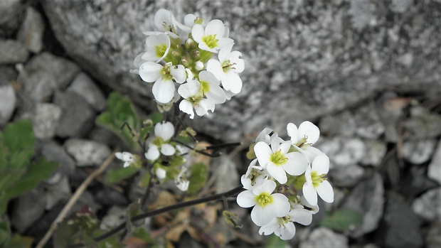 arábka alpínska Arabis alpina L.