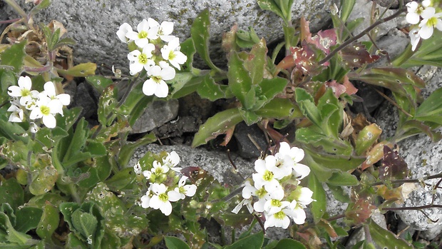 arábka alpínska Arabis alpina L.