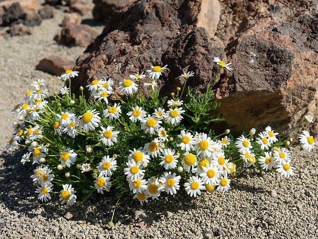 Argyranthemum tenerifae    Humphries