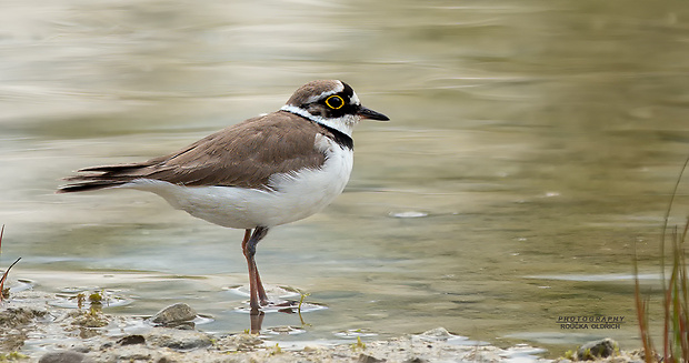 kulík riečny  Charadrius dubius