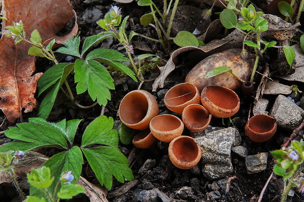 hľuznatka veternicová Dumontinia tuberosa (Bull.) L.M. Kohn