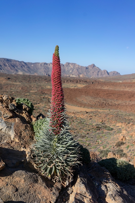 hadinec wildpretov Echium wildpretii Hook. f.