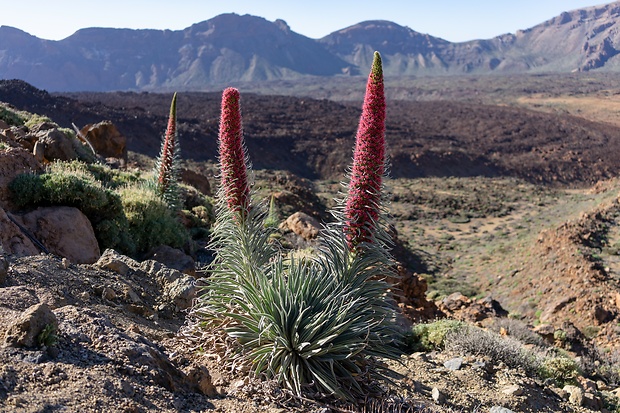 hadinec wildpretov Echium wildpretii Hook. f.