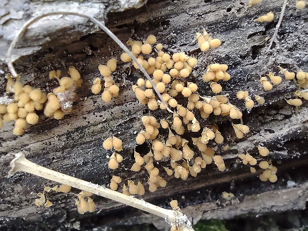 vlasovníčka kyjačikovitá Hemitrichia clavata (Pers.) Rostaf.