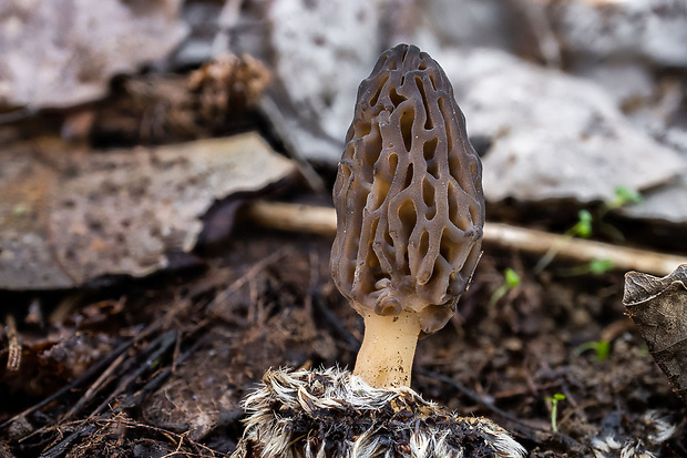 smrčok kužeľovitý Morchella conica Pers.