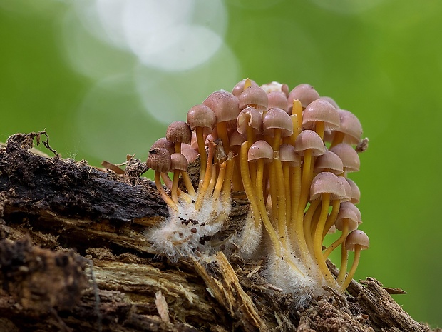 prilbička žltohlúbiková Mycena renati Quél.