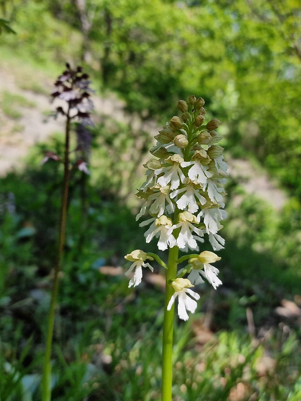 vstavač purpurový Orchis purpurea Huds.