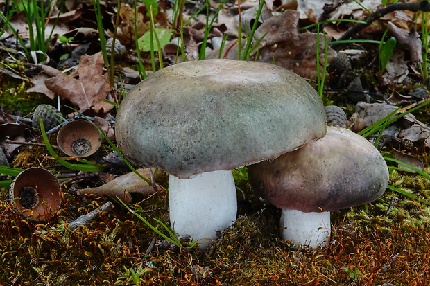 plávka strakatá Russula grisea Fr.