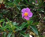 cistus