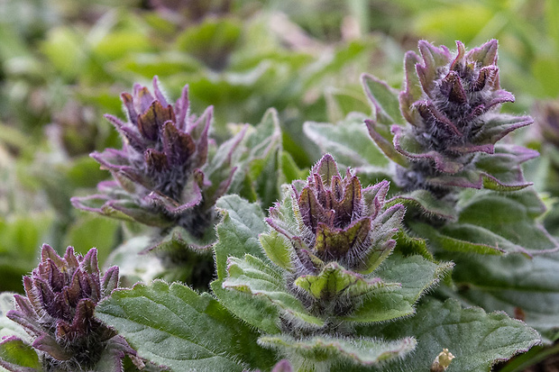 zbehovec ženevský Ajuga genevensis L.