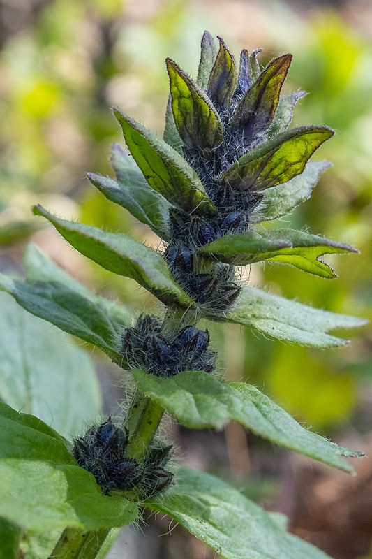 zbehovec ženevský Ajuga genevensis L.