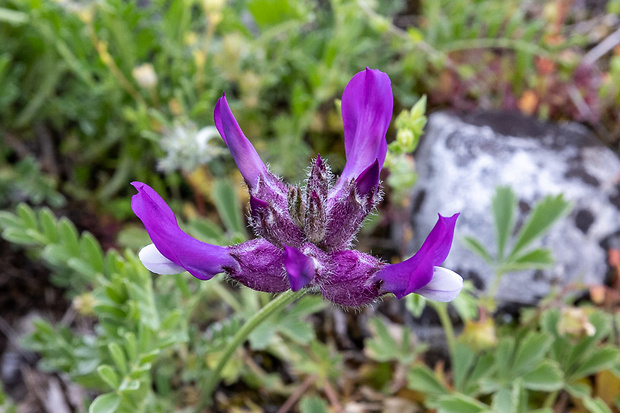 kozinec mechúrikatý belavý Astragalus vesicarius subsp. albidus (Waldst. et Kit.) Braun-Blanq.