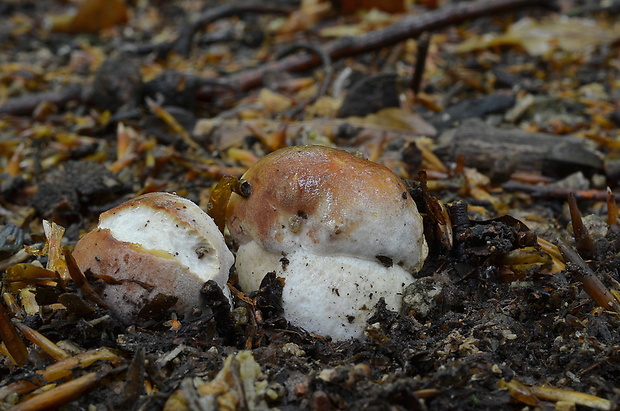 hríb sosnový Boletus pinophilus Pil. et Dermek in Pil.