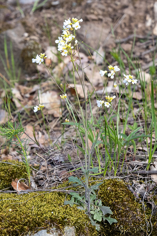 žerušničník piesočný Cardaminopsis arenosa (L.) Hayek