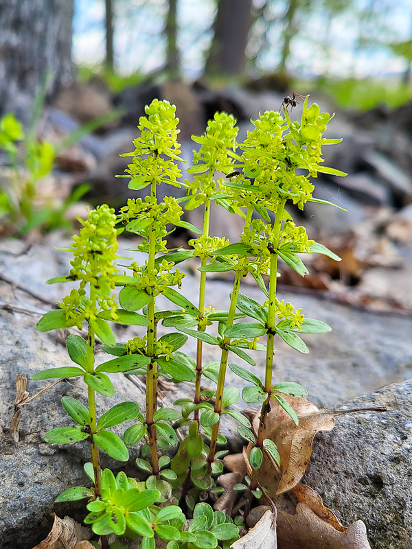 krížavka jarná Cruciata glabra (L.) Ehrend.