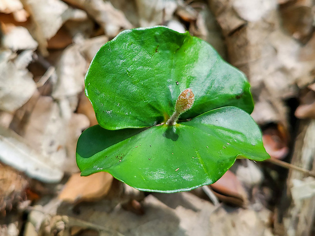 buk lesný Fagus sylvatica L.