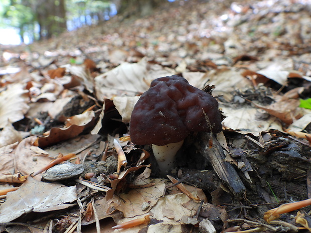 ušiak obyčajný Gyromitra esculenta (Pers.) Fr.