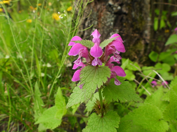 hluchavka škvrnitá Lamium maculatum L.