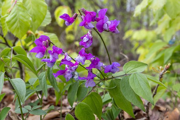 hrachor jarný Lathyrus vernus (L.) Bernh.